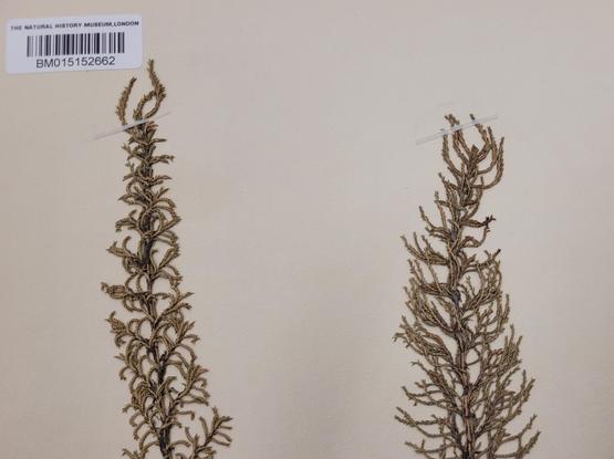 Partial photo of a herbarium specimen of grass from the collections of the NHM London. The minute leaves of the Madagascan grass Panicum cupressifolium creates the look of a cypress.