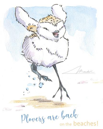 Poussin de gravelot à collier interrompu tout mignon en train de courrir, dessiner comme un croquis et coloré légèrement à l'aquarelle.