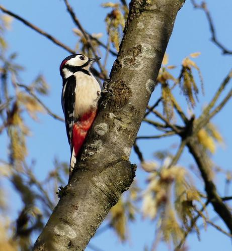 Side view of the bird