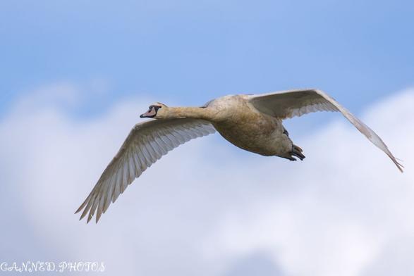 A Mute Swan in flight against a blue sky with scattered white clouds.