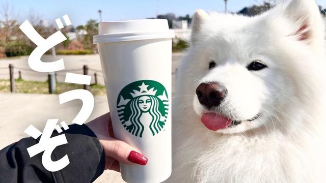 二子玉のカフェにサモエドが現れた日