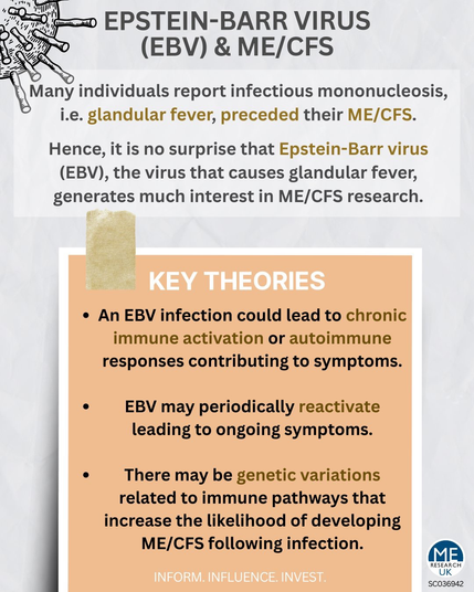 EPSTEIN-BARR VIRUS (EBV) & ME/CFS Many individuals report infectious mononucleosis, i.e. glandular fever, preceded their ME/CFS. Hence, it is no surprise that Epstein-Barr virus (EBV), the virus that causes glandular fever, generates much interest in ME/CFS research. KEY THEORIES • An EBV infection could lead to chronic immune activation or autoimmune responses contributing to symptoms. EBV may periodically reactivate leading to ongoing symptoms. There may be genetic variations related to immune pathways that increase the likelihood of developing ME/CFS following infection. INFORM. INFLUENCE. INVEST. ME RESEARCH UK SC036942