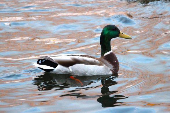 Photo of a male mallard swimming from left to right on a lake with pretty brown, blue and white reflections on the surface.