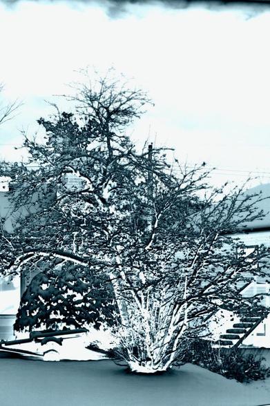 Solarization effect of a large Rowan (Mountain Ash) tree in front of a home.