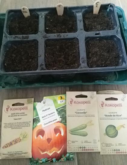 Courges: potirons Jack O' Lantern, courgettes Cocozelle et Ronde de Nice.