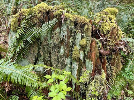 A huge old decayed tree stump festooned with several kinds of moss and lichens, a real smorgasbord of textures and shades of green. Ferns surround it.