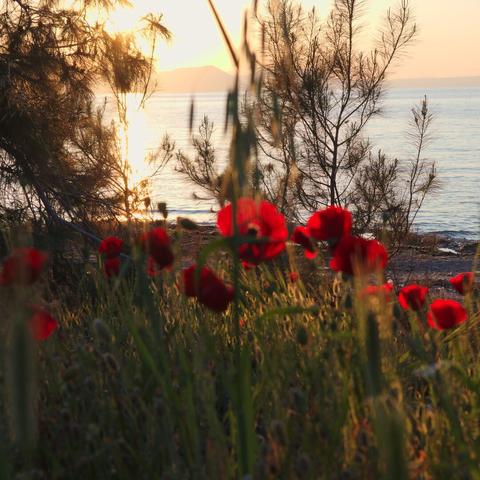 The image features a beach scene with red flowers blooming in the grass. The sun is setting, casting a warm glow on the landscape. The red flowers stand out against the green grass, adding a pop of color to the scene.