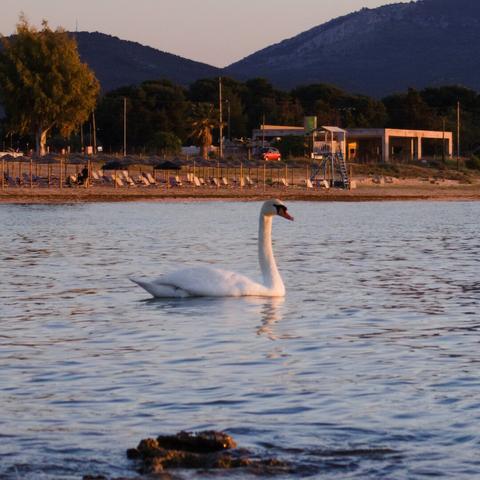 The image features a beautiful white swan floating near the shore. The scene is set against a backdrop of mountains in the distance, creating a picturesque landscape.