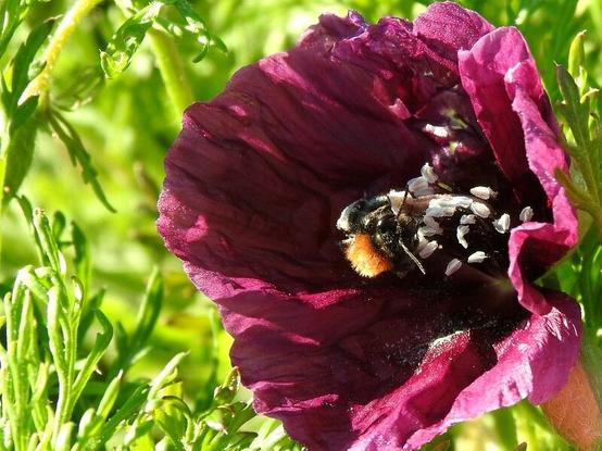 Una flor parecida a una amapola, pero de color morado o púrpura, está siendo pecoreada por un abejorro. El insecto está posado sobre los estambre blancos de la planta ajeno al resto del mundo que le rodea. Un poco de polen blanco ha caido de los estambres sobre los pétalos de la flor, y contrasta fuertemente sobre el color morado. El fondo es verde claro y el ambiente soleado.