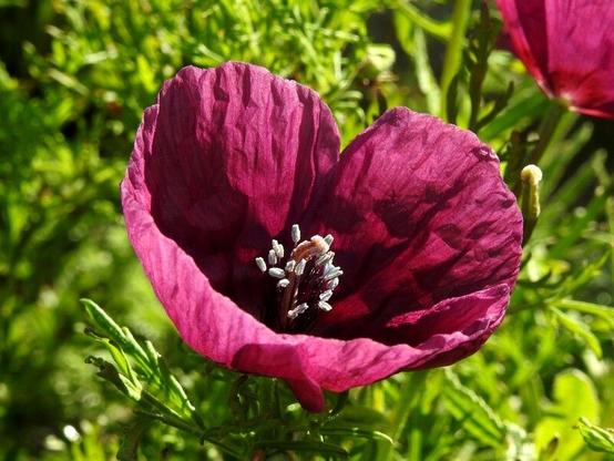 Otra flor de color morado como en la imagen anterior, aparece en el centro de la imagen. En el plano corto de la misma, se pueden apreciar los esmbres negro acabados en una cápsula de color blanco, rodeando al pistilo, de color crema. En la esquina superior derecha aparece parte de otra flor similar desenfocada. El fondo es verde claro y soleado, y está desenfocado también.