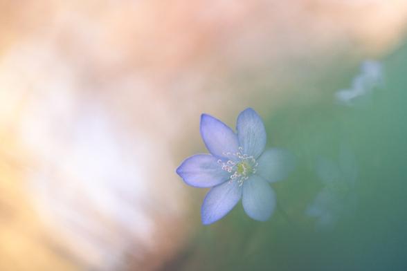 Liverwort