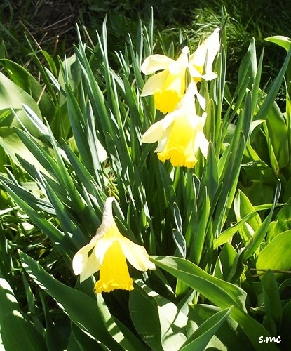 three daffodil blossoms