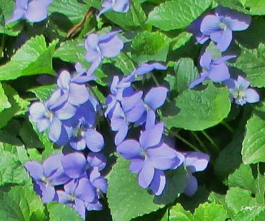 violet blossoms