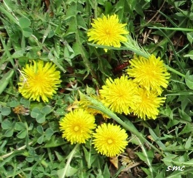 clump of dandelions