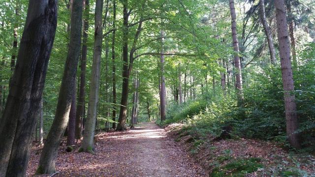 Das Foto zeigt einen Waldweg.