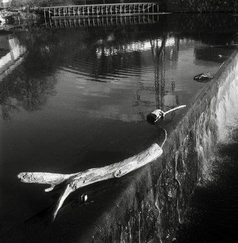 Black and white film photo. A wooden log stuck on the edge of a river weir.