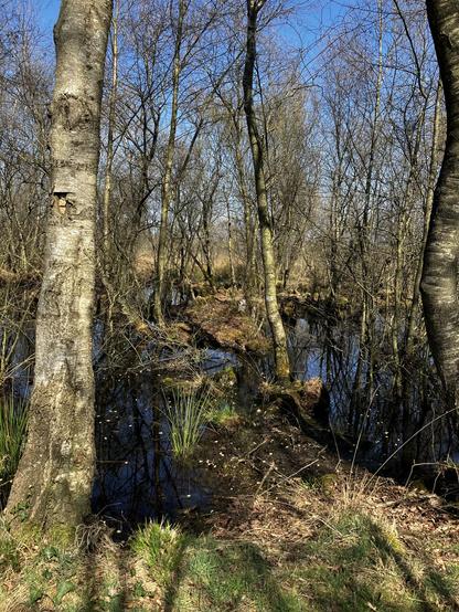 Wald im Moorgebiet