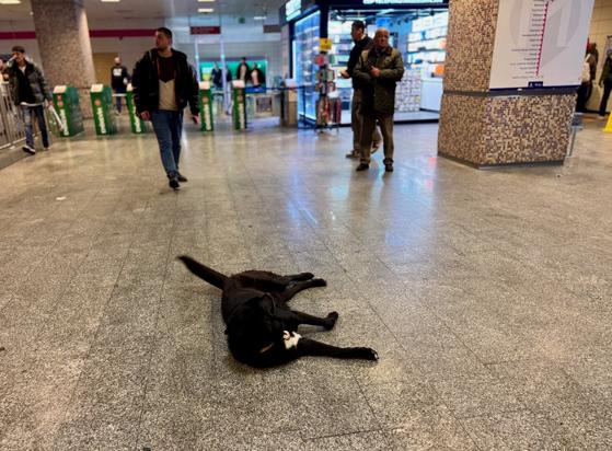 A stray dog lying in a metro wagging its tail