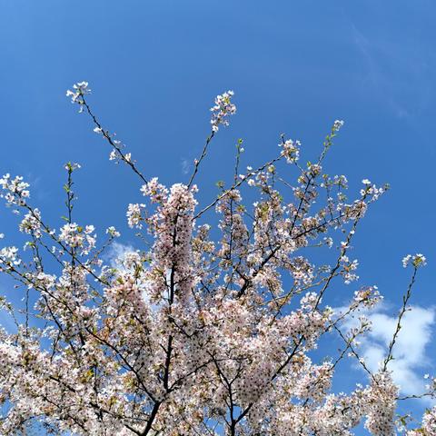 Spring tree blossoms against a clear blue sky.