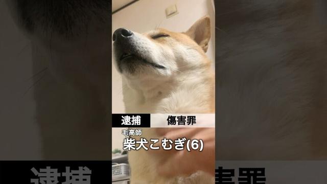 犬のおまわりさん #犬 #柴犬 #柴犬こむぎ