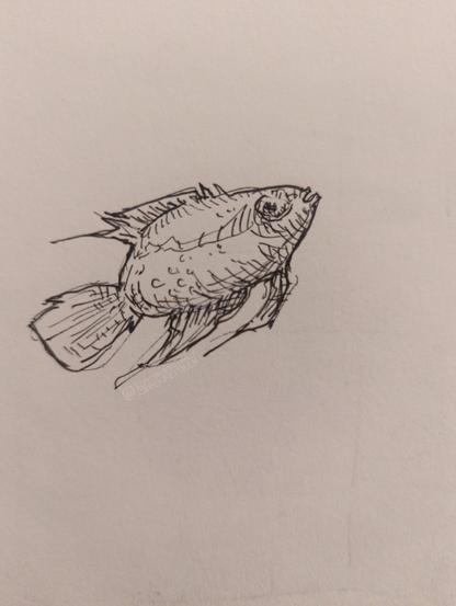 Black Fineliner on paper

Sketch of a fish, probably a goldfish.