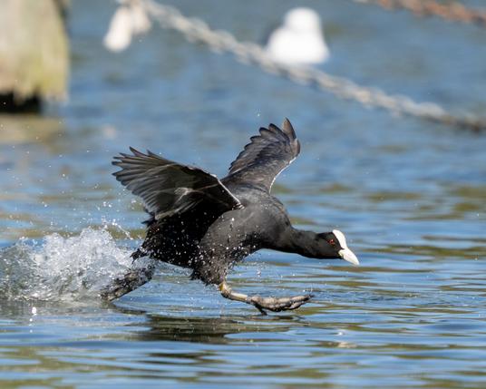 Coot running on water.