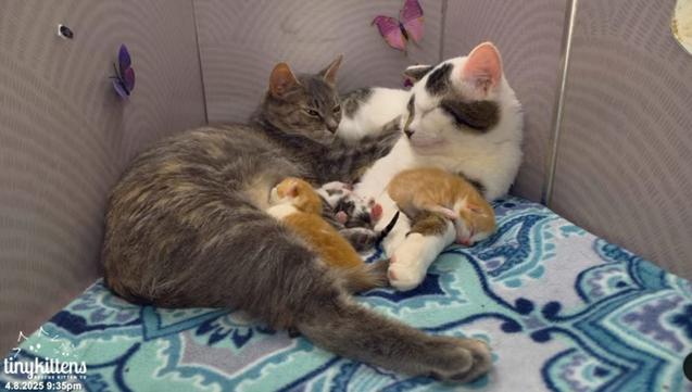 Mum Edie, a small dilute torbie cat, and Dad Casper, a big white cat with tabby patches, cuddling together with three of their newborn kittens (1 orange & white, 2 tabby & white) between them, while another orange & white kitten sleeps draped over dad's arm. They are on a blue patterned blanket inside a little nest with butterflies on the walls.