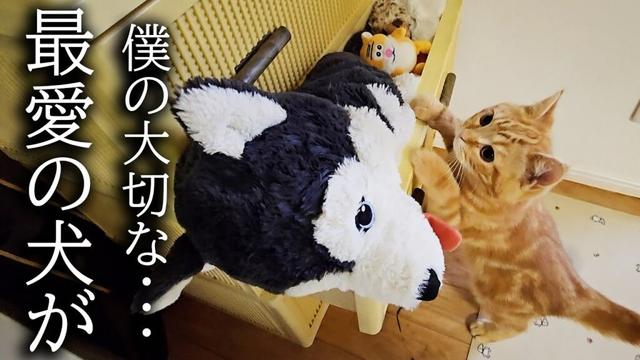 ぬいぐるみをタンスに片付けたら子猫と兄猫が大変ことに...