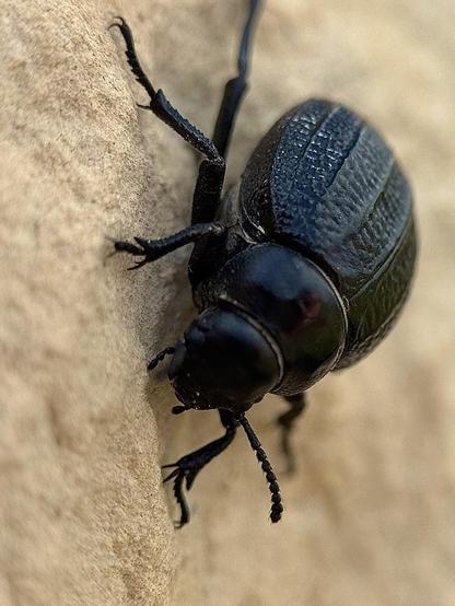 A beetle (Pimelia Punctata) climbing up an outside wall of my house.