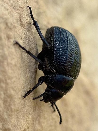 A beetle (Pimelia Punctata) climbing up an outside wall of my house.