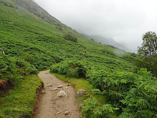 Un sendero de montaña en una ladera totalmente cubierta de helechos de un color verde intenso. En la distancia se distinguen, apenas, un par de personas caminando.