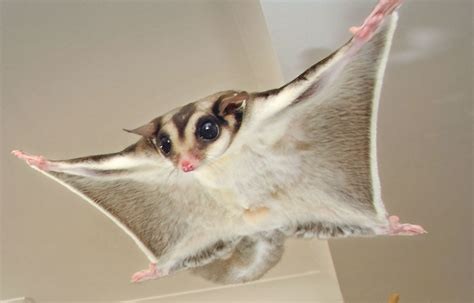 Picture of an Australian sugar glider in flight