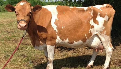 Picture of a Guernsey cow