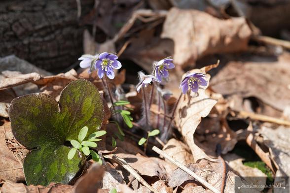 The lavender blue flowers of Hepatica.  An early blooming wildflower in northern zones.