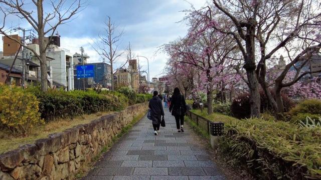 🇯🇵 Japan Walking Tour 🌸 Kyoto Early Cherry Blossom Walk | 4K HDR
