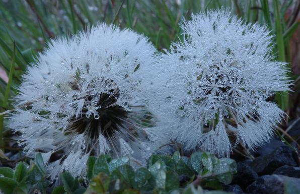 Two white, faded dandelion blossoms with numerous small, dew-covered parachutes for the seeds in a meadow. The blurred background consists of a grassy meadow, and folded clover leaves can be seen in the foreground.