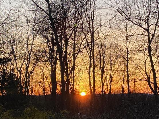 A golden sunset as seen through bare trees, not yet in leaf. The sky is orang-ish and the dark foreground already in shadows.