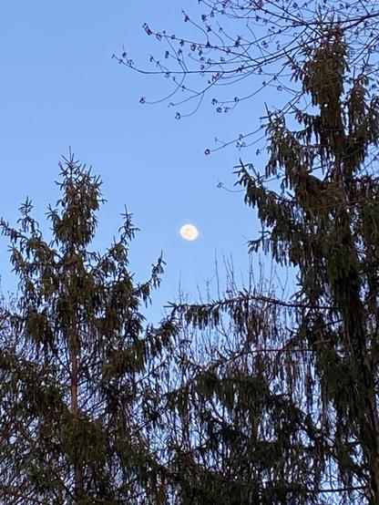 A view of the waxing gibbous moon high in the light blue sky, framed by large spruce trees.