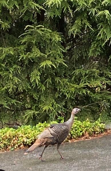 A wild turkey struts on the driveway with green hemlock in the background