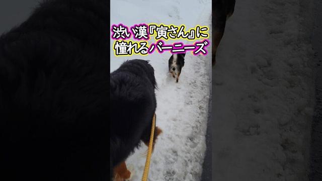 【兄貴】近所の寅ちゃんに憧れるバーニーズマウンテンドッグ#shorts #dog #憧れ #兄貴 #funny #bernese #大型犬  #バーニーズ