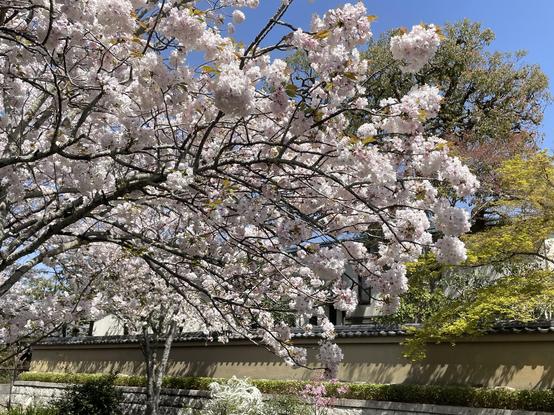 Sakura along Philosophy Road