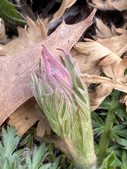 A ferny plant hugs a pink blossom. The background to the left is a dried oak leaf in tan. To the right a dried prairie smoke leaf also in tan.