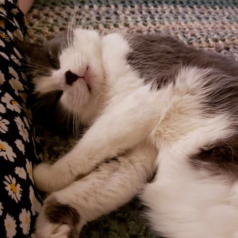 Grey and white tuxedo cat lying with the top of his head and his front paws pushed up against his human's leg.