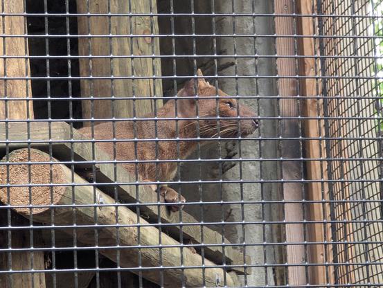 Fossa