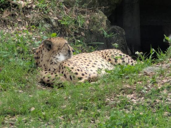 Cheetah