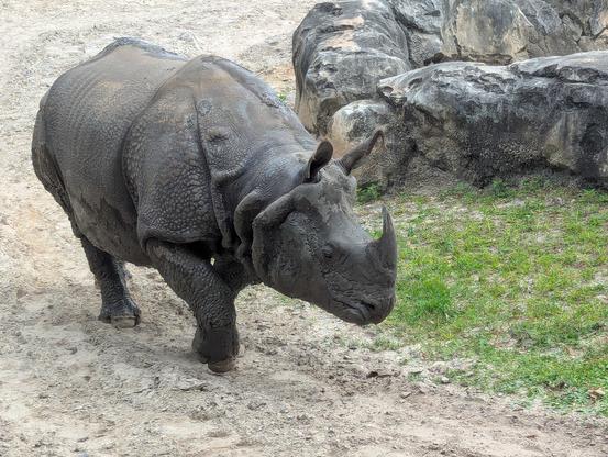 Indian rhino