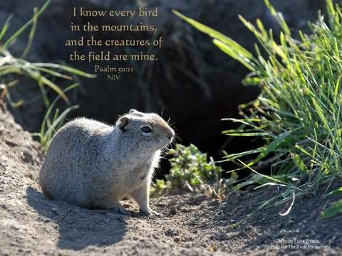 I know every bird in the mountains, and the creatures of the field are mine. Psalm 50:11

A photo of a groundhog sitting on some dirt surrounded by grasses; text is above the animal in a light brown color