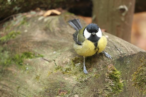 A great tit perched on a wooden stump, probably wondering if I have snacks.