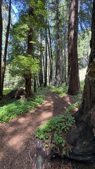 A shady trail through young coastal redwoods.