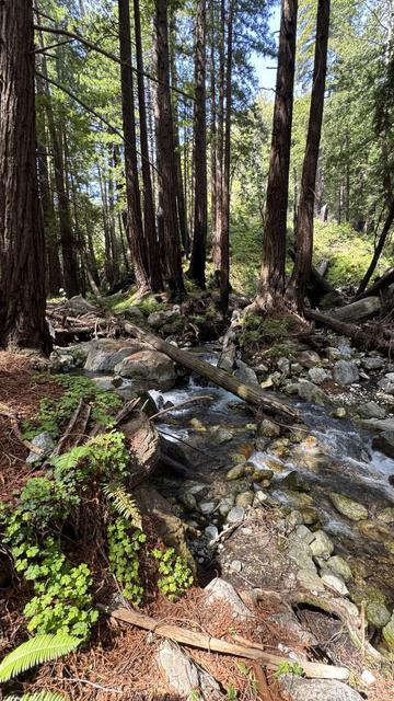A beautiful creek tumbles through tall trees.